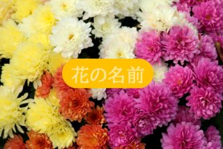 50 素晴らしい花の名前 一覧 英語 すべての美しい花の画像