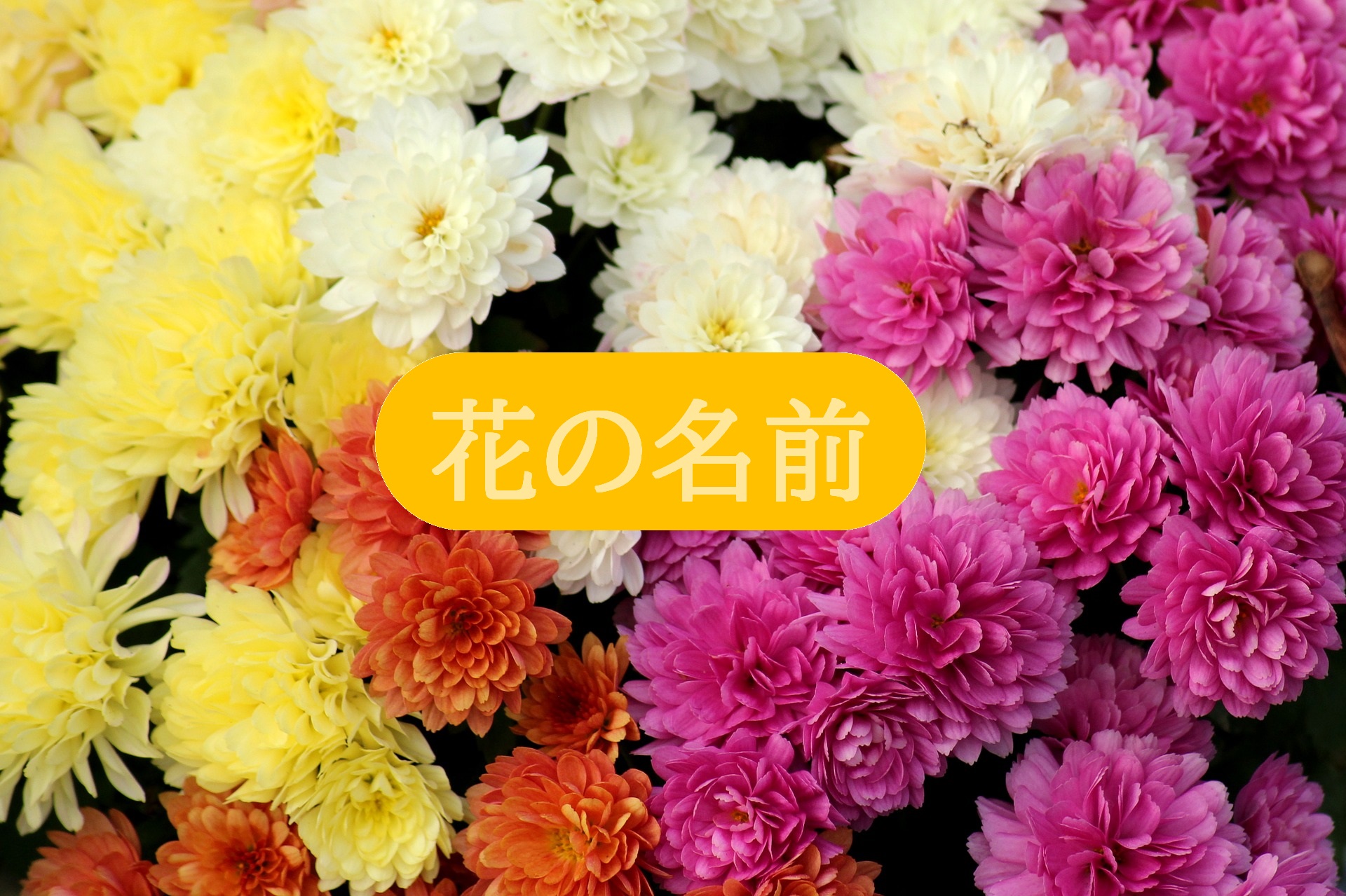 英語で何て言うんだっけ 桜 菊 藤 花の名前って意外と難しい よしのブログ